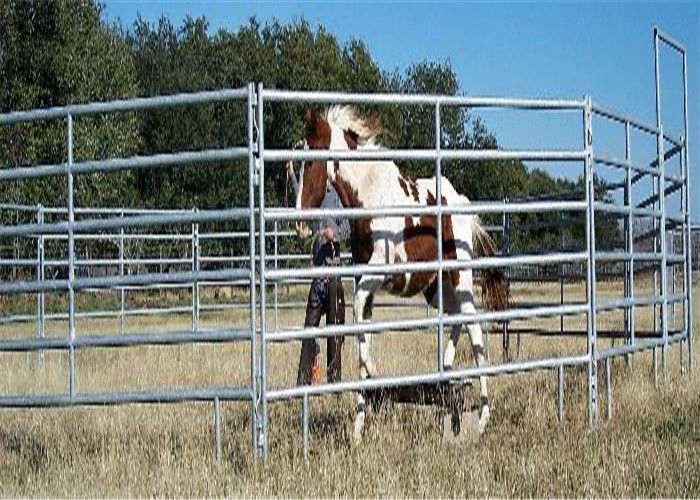 48mmOD Pipe Framed Cattle Fence Panel Stable With 360 Degree Full Welding